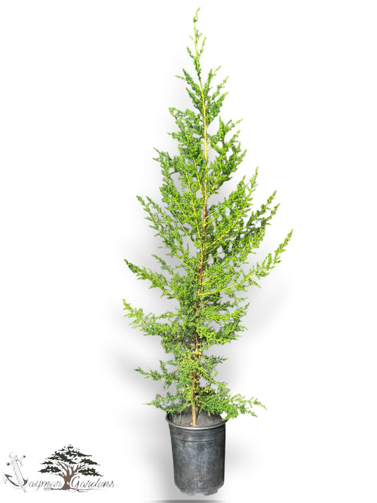 Monterey Cypress Trees – 1 Gallon Pots (Approx. 30” Tall)