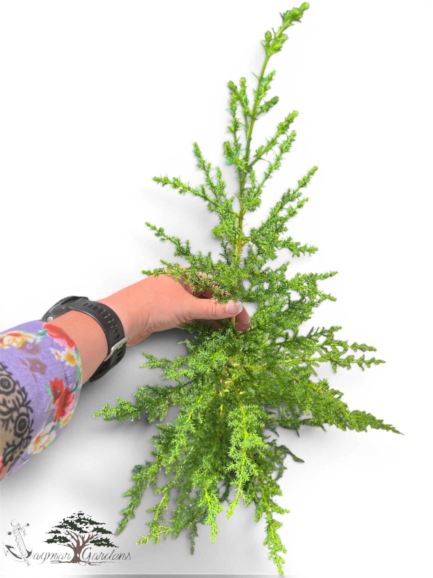 Monterey Cypress Trees – 1 Gallon Pots (Approx. 30” Tall)