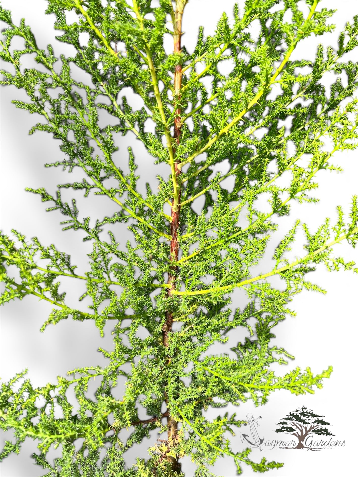 Monterey Cypress Trees – 1 Gallon Pots (Approx. 30” Tall)
