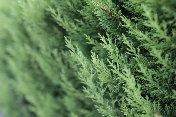Incense Cedar Seedlings (4–8”) with 6” Root Ball – Calocedrus decurrens – Hardy Native Evergreen Tree