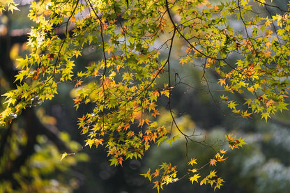 Green Leaf Japanese Maple Tree – Approx. 30” Tall | 1 Gallon Pot | Acer palmatum | Grown in Northern California