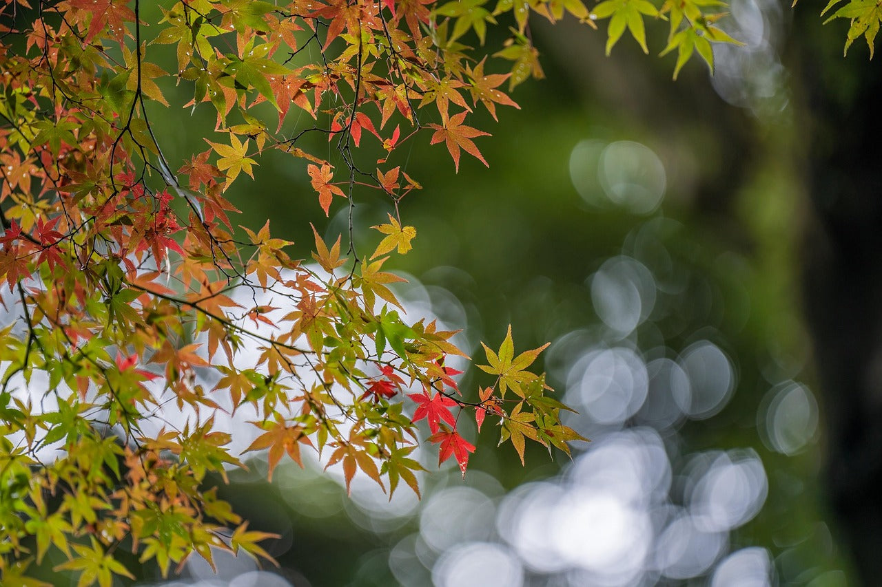 Green Leaf Japanese Maple Tree – Approx. 30” Tall | 1 Gallon Pot | Acer palmatum | Grown in Northern California