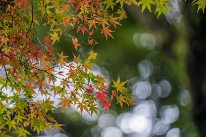 Green Leaf Japanese Maple Tree – Approx. 30” Tall | 1 Gallon Pot | Acer palmatum | Grown in Northern California