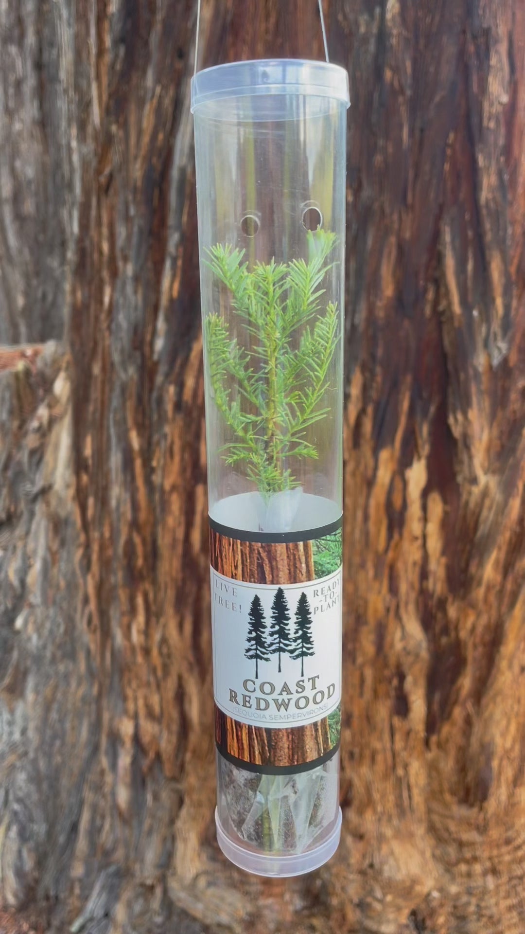 Coast Redwood tree seedling - Sequoia sempervirens in gift tube
