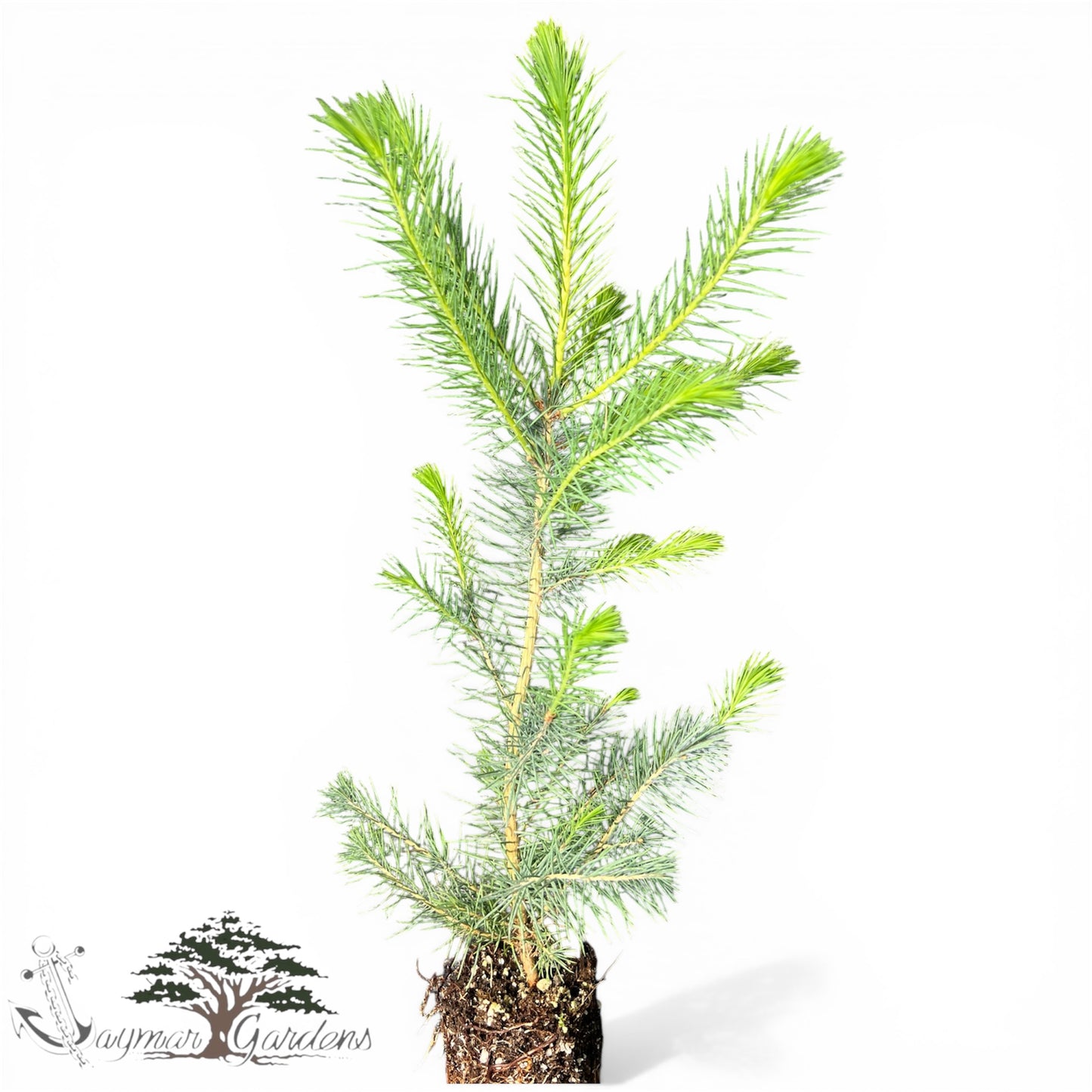 Sitka Spruce Seedlings (Picea sitchensis) – 8”–14” Tall | Established 6” Root Ball