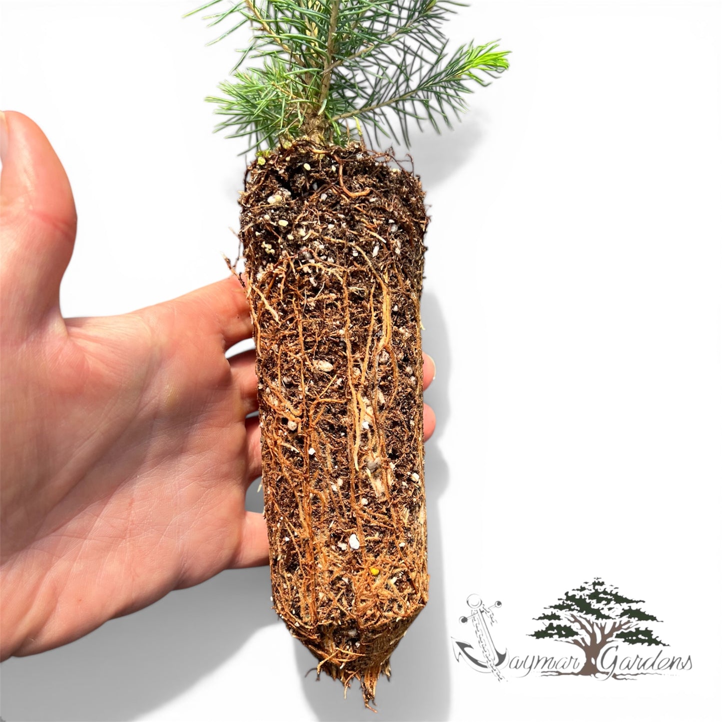 Sitka Spruce Seedlings (Picea sitchensis) – 8”–14” Tall | Established 6” Root Ball