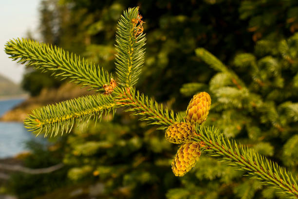 Sitka Spruce Seedlings (Picea sitchensis) – 8”–14” Tall | Established 6” Root Ball