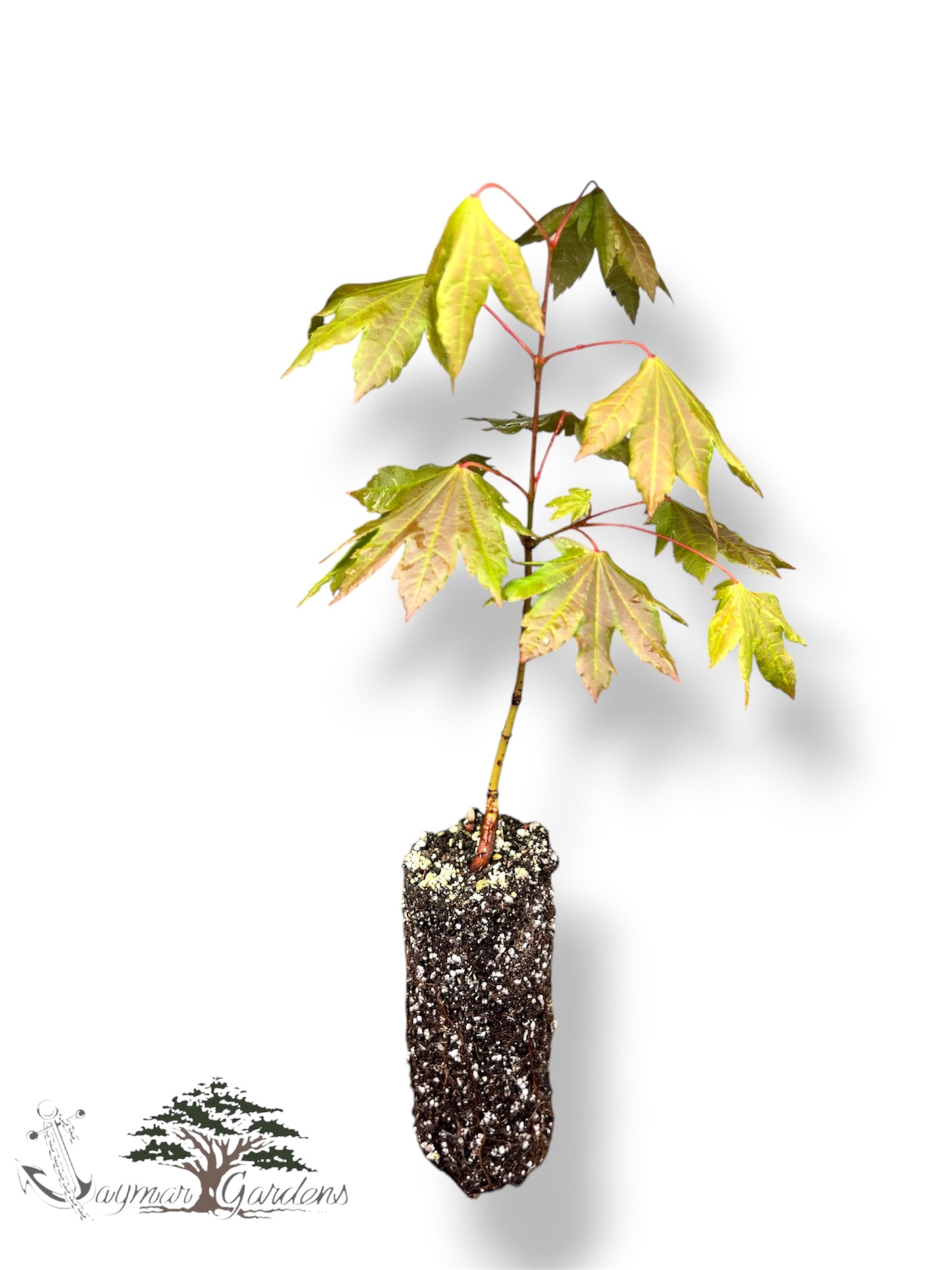 Vine Maple Seedlings Live Plants – Acer circinatum – Approx. 5” Tall – 6” Root Ball – Native Pacific Northwest Maple