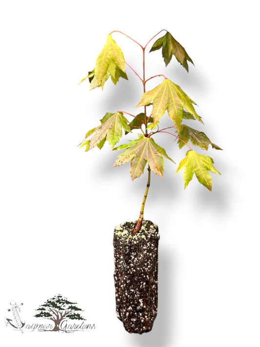 Vine Maple Seedlings Live Plants – Acer circinatum – Approx. 5” Tall – 6” Root Ball – Native Pacific Northwest Maple