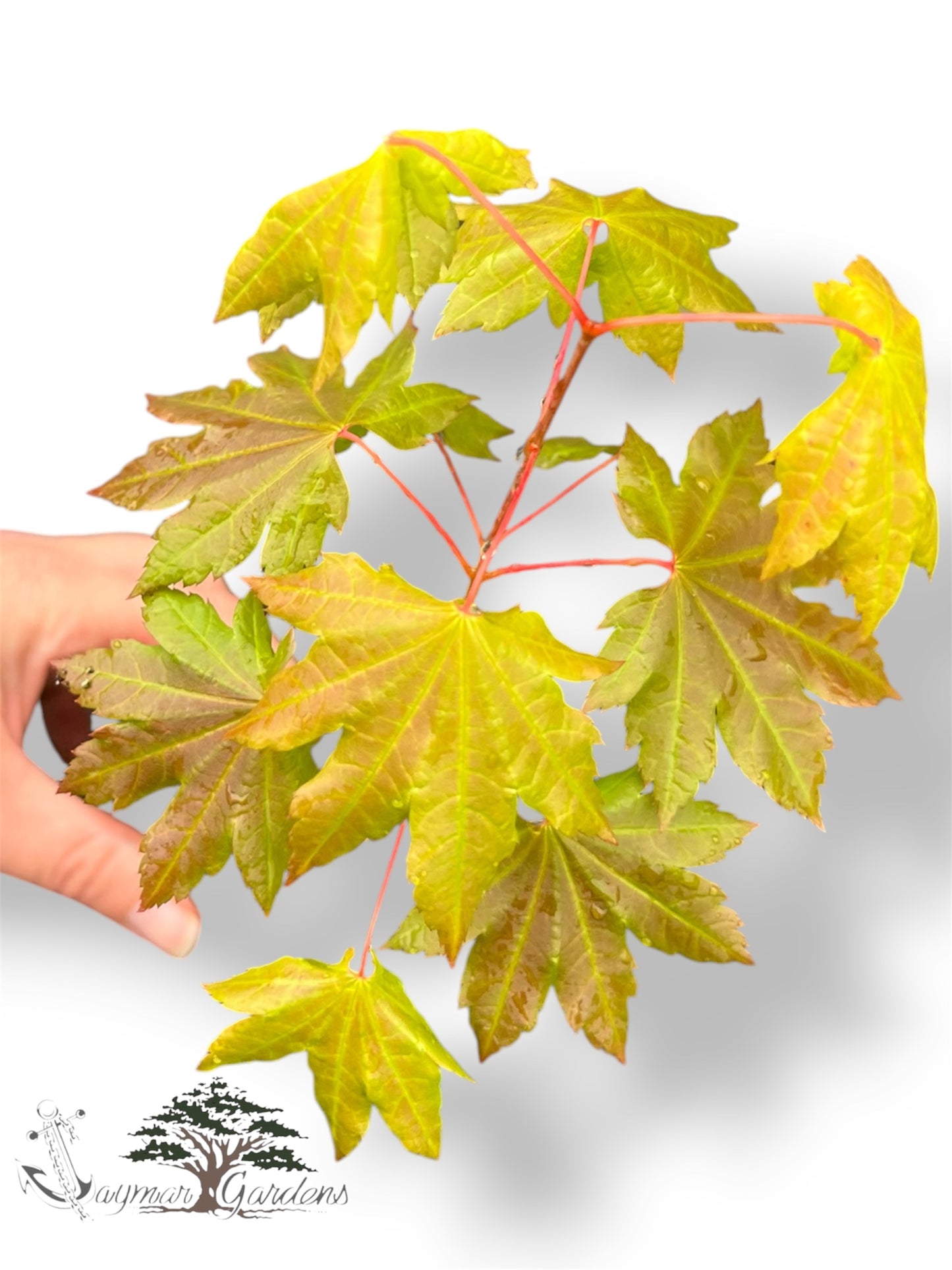 Vine Maple Seedlings Live Plants – Acer circinatum – Approx. 5” Tall – 6” Root Ball – Native Pacific Northwest Maple