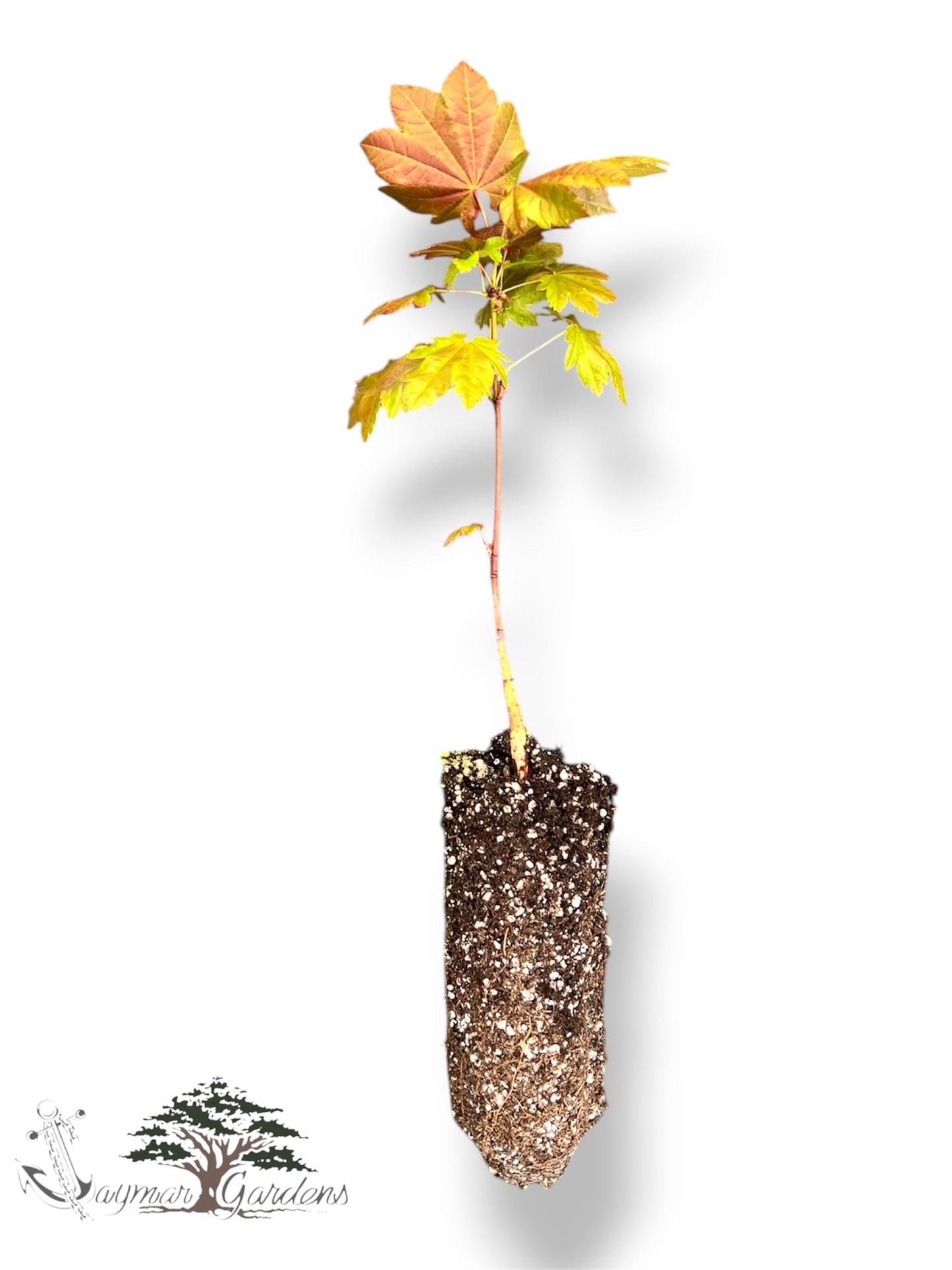 Vine Maple Seedlings Live Plants – Acer circinatum – Approx. 5” Tall – 6” Root Ball – Native Pacific Northwest Maple