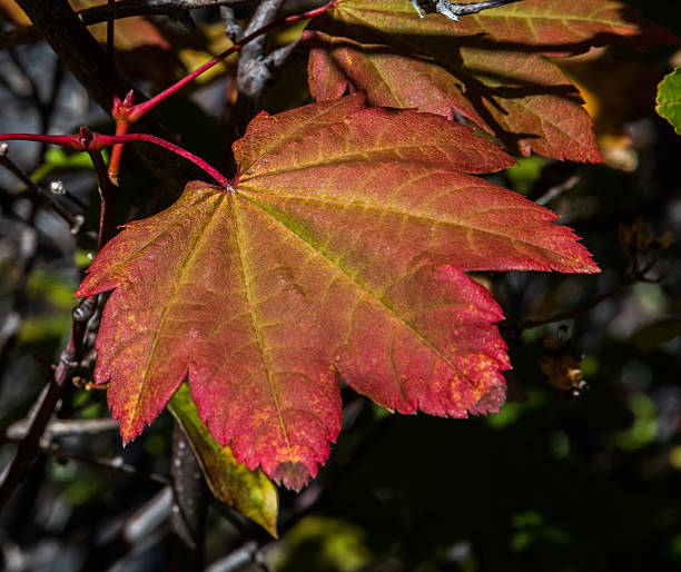 Vine Maple Seedlings Live Plants – Acer circinatum – Approx. 5” Tall – 6” Root Ball – Native Pacific Northwest Maple