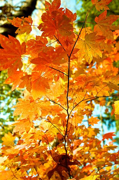 Vine Maple Seedlings Live Plants – Acer circinatum – Approx. 5” Tall – 6” Root Ball – Native Pacific Northwest Maple