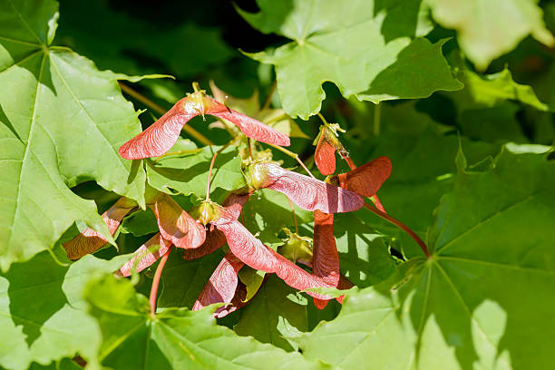 Vine Maple Seedlings Live Plants – Acer circinatum – Approx. 5” Tall – 6” Root Ball – Native Pacific Northwest Maple