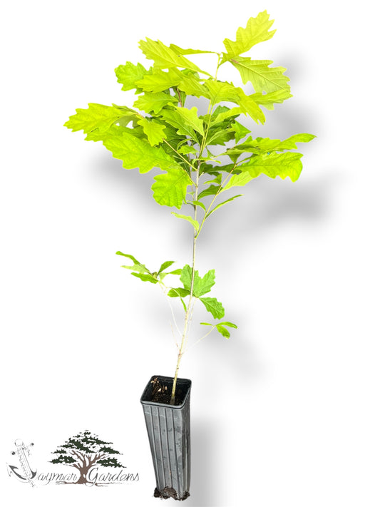 California White Oak Tree Live Plant – Quercus lobata – Approx. 30” Tall – Established in 12” Tree Pot – Native Shade Tree