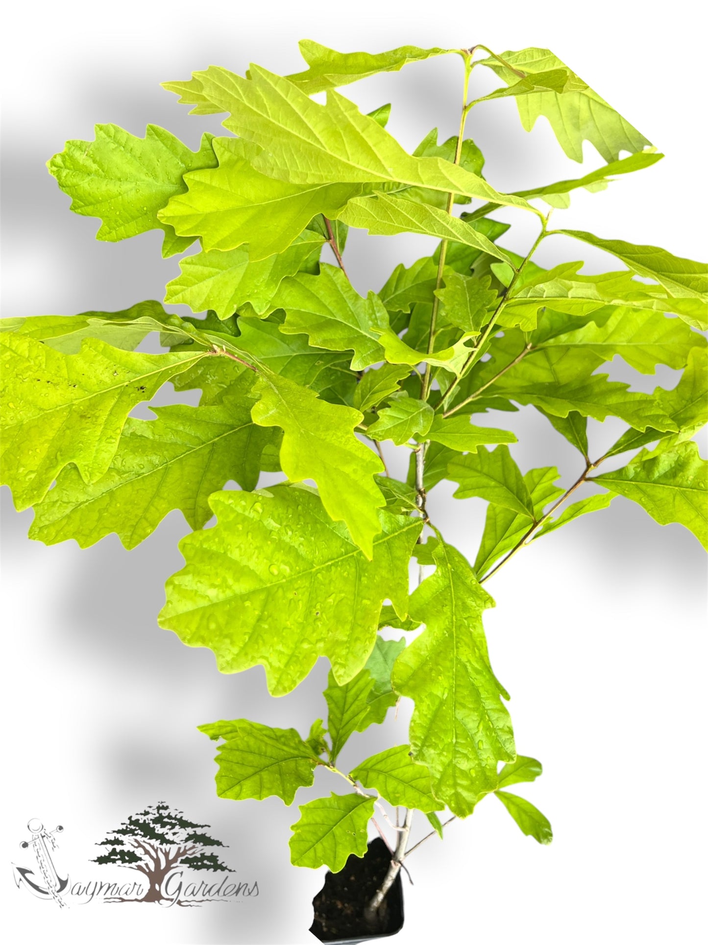 California White Oak Tree Live Plant – Quercus lobata – Approx. 30” Tall – Established in 12” Tree Pot – Native Shade Tree