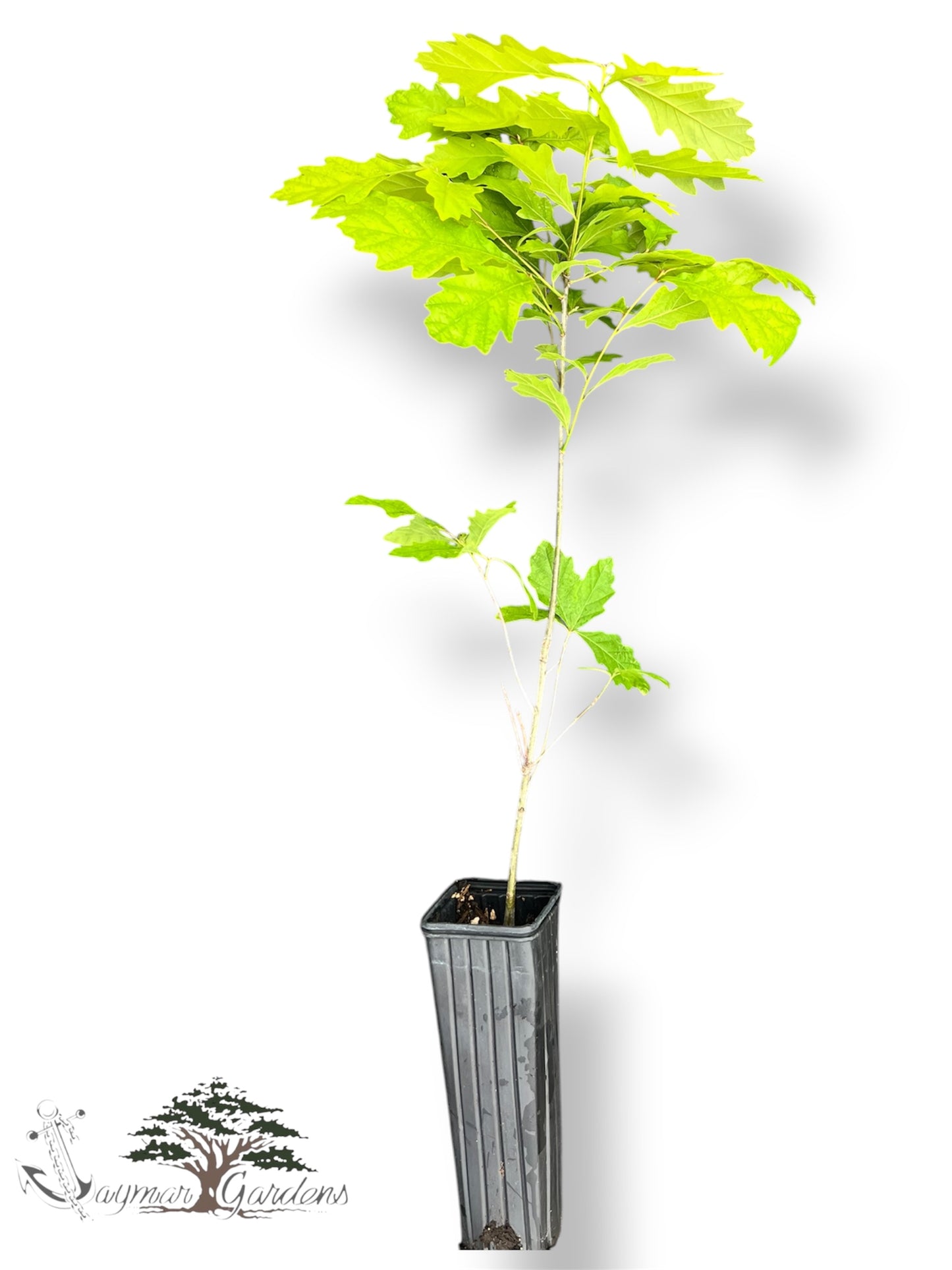 California White Oak Tree Live Plant – Quercus lobata – Approx. 30” Tall – Established in 12” Tree Pot – Native Shade Tree