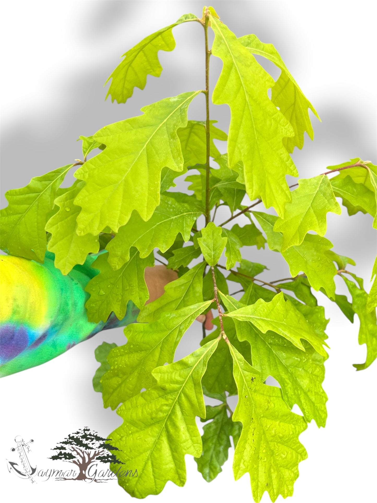 California White Oak Tree Live Plant – Quercus lobata – Approx. 30” Tall – Established in 12” Tree Pot – Native Shade Tree