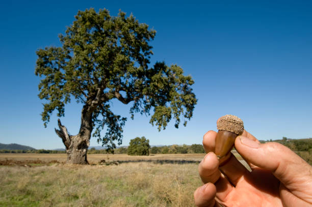 California White Oak Tree Live Plant – Quercus lobata – Approx. 30” Tall – Established in 12” Tree Pot – Native Shade Tree
