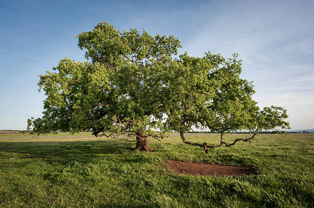 California White Oak Tree Live Plant – Quercus lobata – Approx. 30” Tall – Established in 12” Tree Pot – Native Shade Tree