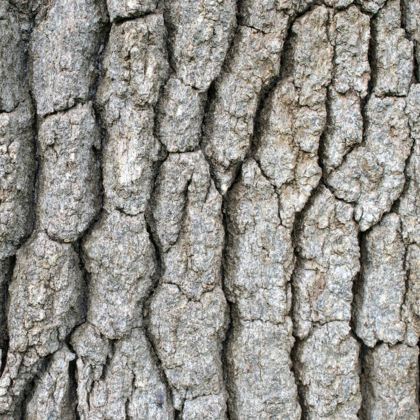 California White Oak Tree Live Plant – Quercus lobata – Approx. 30” Tall – Established in 12” Tree Pot – Native Shade Tree